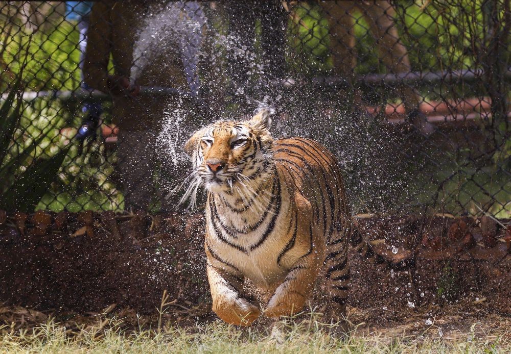 Jaipur: A tigress runs inside her enclosure at Nahargarh Biological Park, on a hot summer day in Jaipur, Sunday, May 22, 2022. (PTI Photo)(