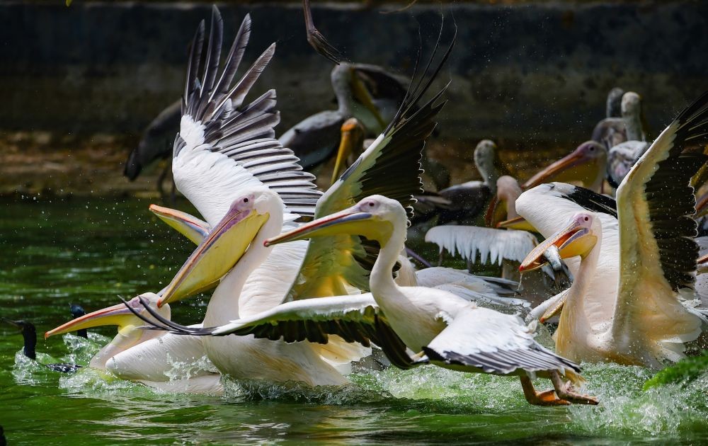 New Delhi: Rosy pelicans cool off inside the National Zoological Park, on a hot summer day in New Delhi, Sunday, May 29, 2022.  (PTI Photo/Kamal Kishore)
