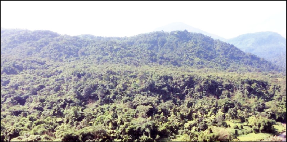 A partial view of Yaongyimchen Community Biodiversity Conserved areas. (Morung File Photo)