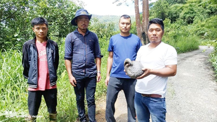 A Chinese Pangolin was rescued by one Chanwang Konyak at Satakha town area which was handed over to Tizu Valley Biodiversity Conservation and Livelihood Network and released in the Sukhai Community Conservation Area CCA on June 21. Team leader of the Network, Ivan Zhimomi while acknowledging Chanwang stated that such good gestures towards the endangered species should be followed by the all responsible citizens of the State. Endangered species like Blythe Tragopan, Hornbill, hollock Gibbons, Chinese pangolin and clouded Leopard should be preserved, he added.