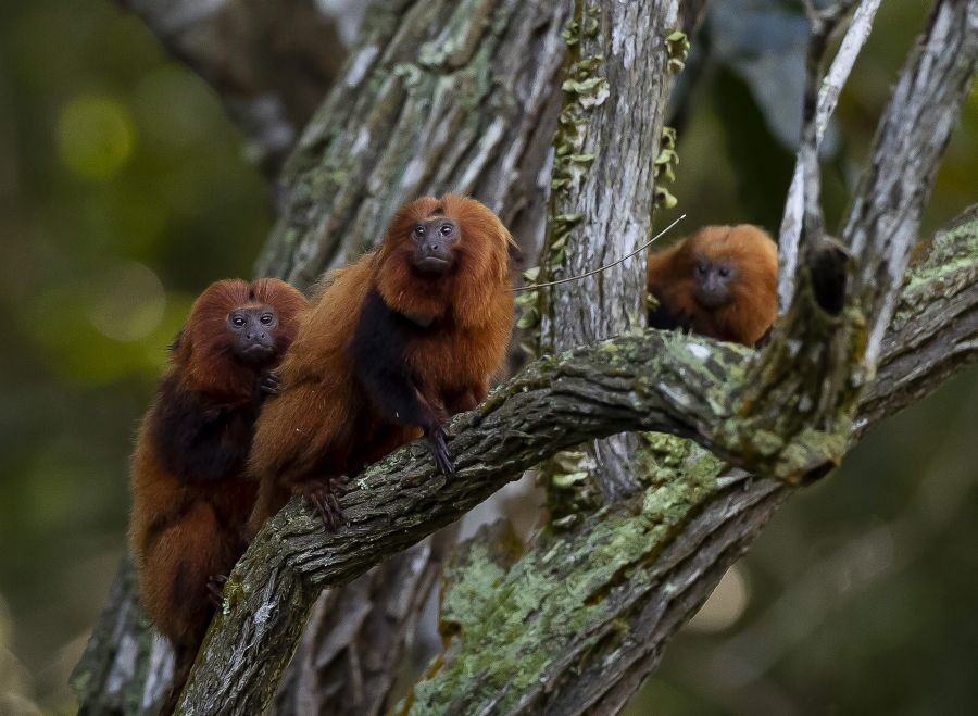 A group of golden lion tamarins is seen in a tree during an observation tour at a private partner property of the golden lion tamarin ecological park, in the Atlantic Forest region of Silva Jardim, Rio de Janeiro state, Brazil, Thursday, June 16, 2022. The park is part of the golden lion tamarin association's effort for the conservation of the endangered species. AP/PTI