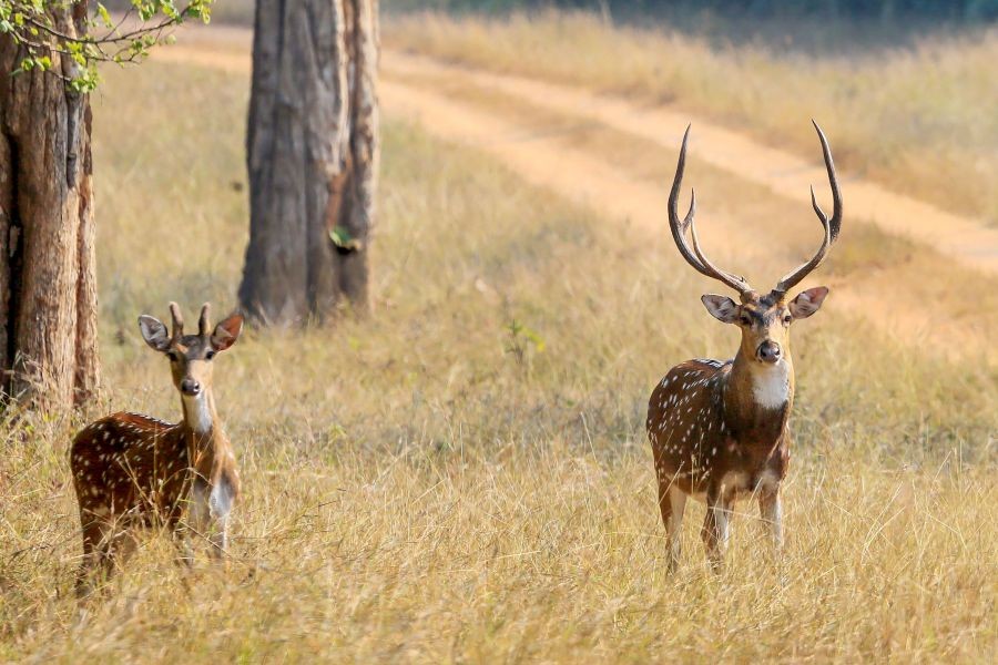 Latehar: Spotted Deer or Cheetal roam inside dense forest areas of Betla National Park, in Latehar district, Monday, June 13, 2022. (PTI Photo)