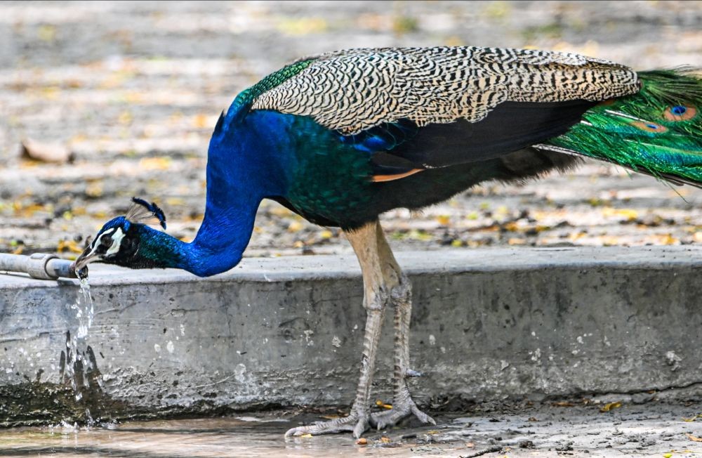 New Delhi: A peacock drinks water from a tap to quench its thirst on a hot summer day, on the eve of World Environment Day, in New Delhi, Saturday, June 4, 2022. (PTI Photo/Kamal Kishore)