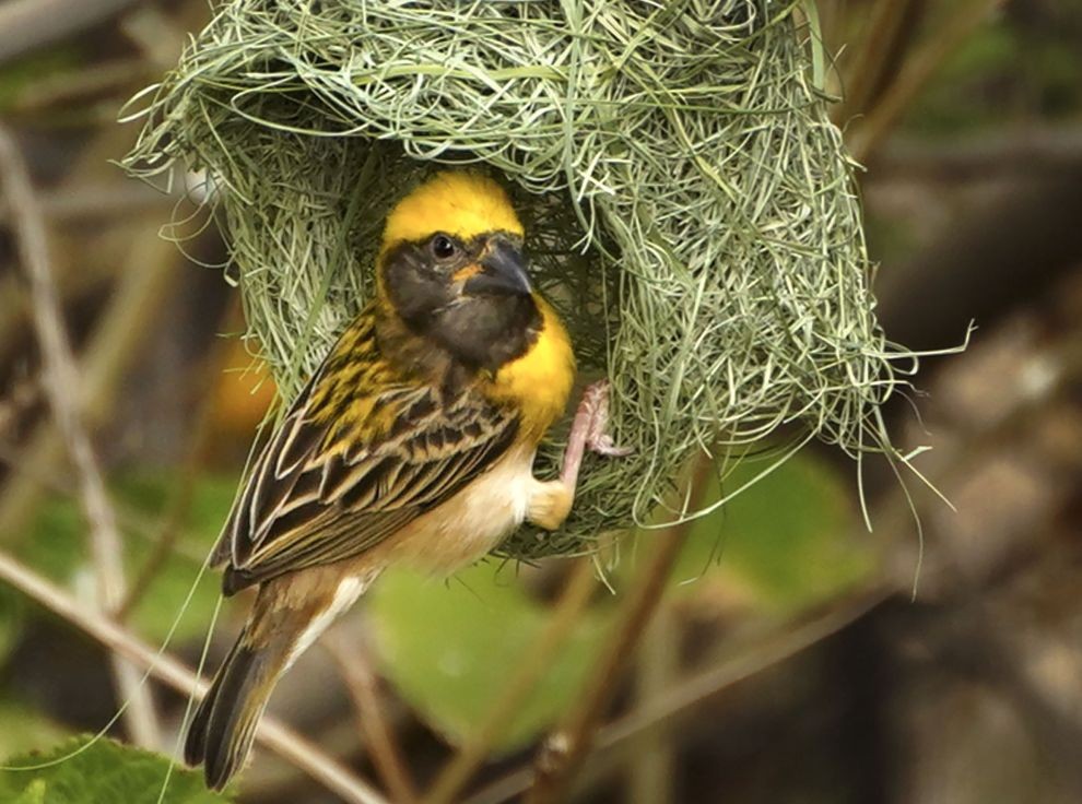 Ajmer: A baya weaver bird builds a nest on the outskirts of Ajmer, Monday, June 6, 2022. (PTI Photo)