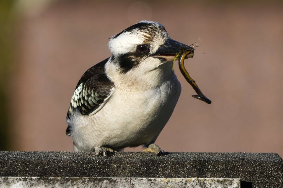 A kookaburra eats a worm caught in the gardens of a cemetery in Sydney, Australia, Tuesday, June 14, 2022. AP/PTI(