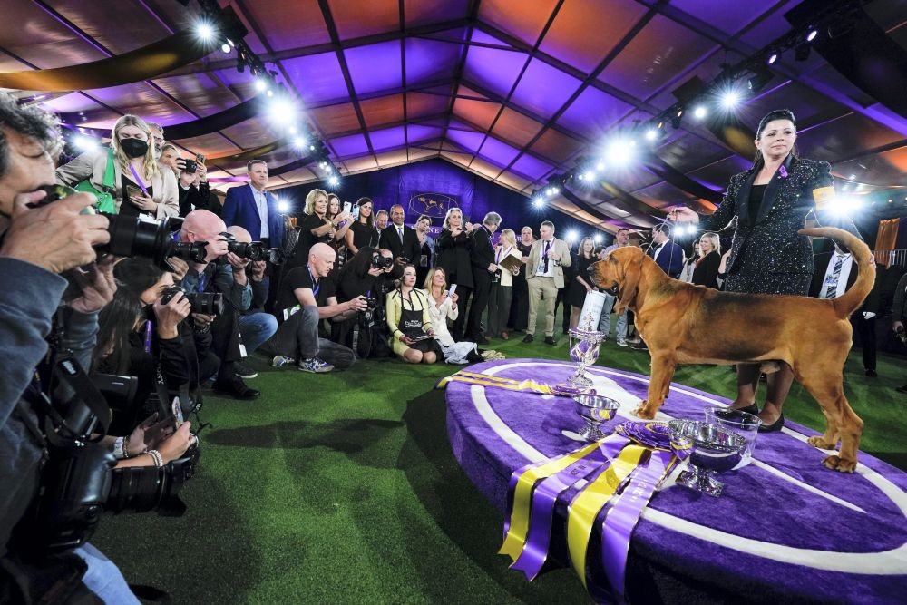 Tarrytown: Heather Helmer poses for photographs with Trumpet, a bloodhound, after Trumpet won Best in Show 146th Westminster Kennel Club Dog Show Wednesday, June 22, 2022, in Tarrytown, N.Y. AP/PTI Photo