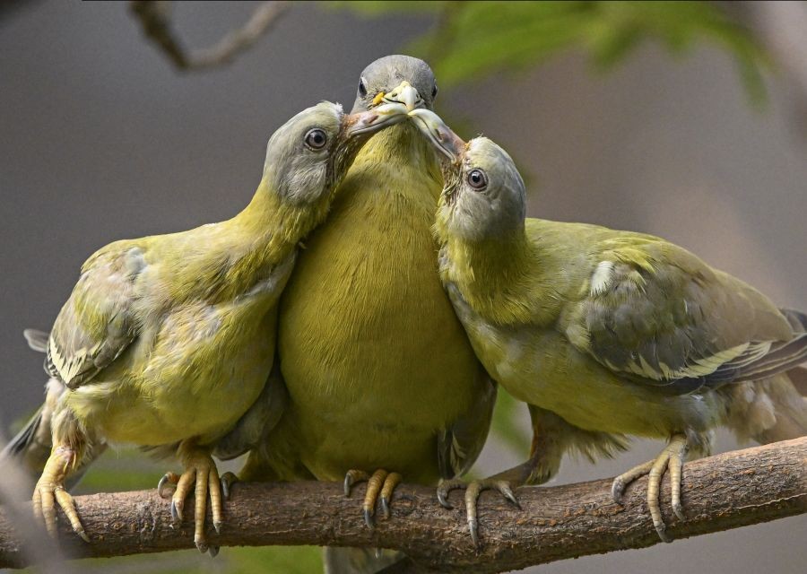 New Delhi: A yellow-footed green pigeon feeds her squabs, in New Delhi, Monday, June 13, 2022. (PTI Photo/Kamal Kishore)(