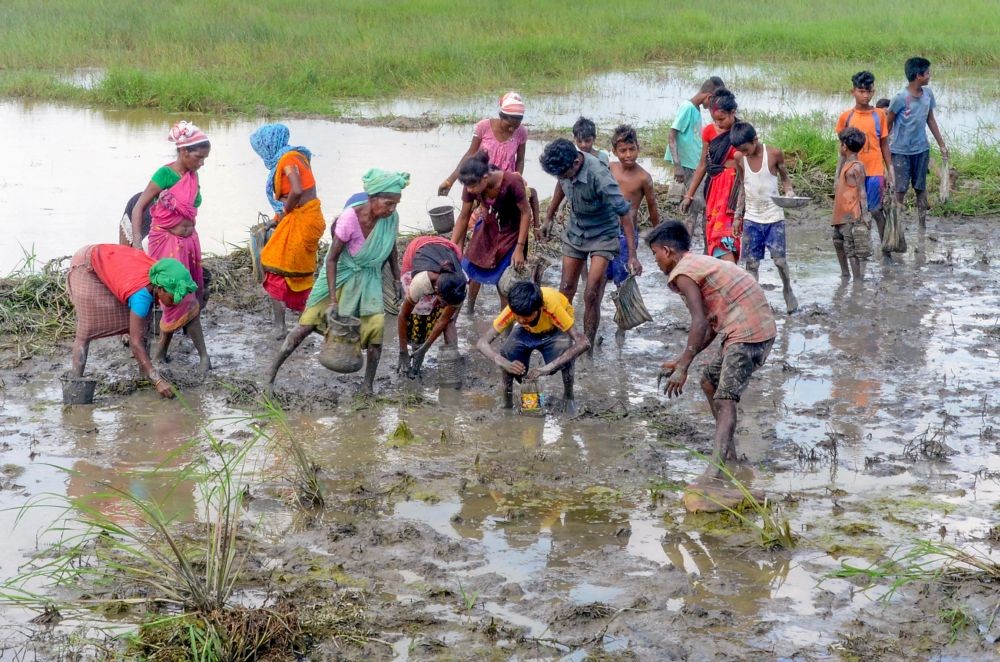 Tezpur: Villagers participate in a community fishing exercise, at Tezpur, Sunday, June 26, 2022. (PTI Photo)(