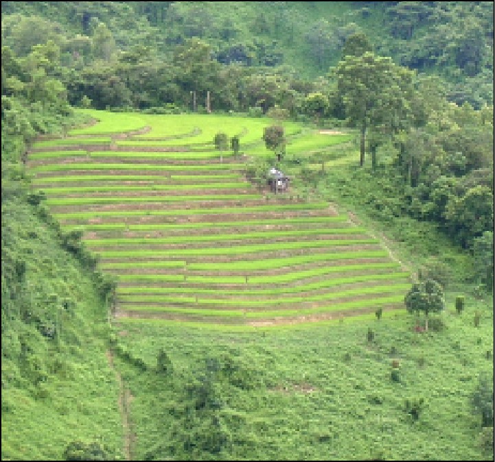 Terrace field in Phek district. (Morung Photo by Chizokho Vero)