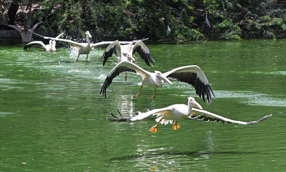 New Delhi: Rosy Pelicans fly above a pond to catch fishes, on the eve of World Environment Day, at a zoo in New Delhi, Saturday, June 4, 2022. (PTI Photo/Kamal Kishore)