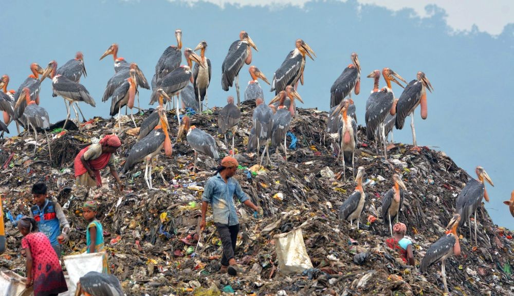 Guwahati: Rag pickers look for recyclable materials as greater adjutant storks perch at the Boragaon garbage dumping site, in Guwahati, Saturday, June 4, 2022, a day ahead of the ‘World Environment Day’. (PTI Photo)