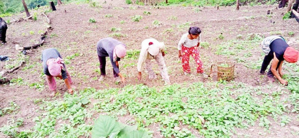 FILE- Naga women plant saplings in a field in Phek district. World hunger rose in 2021 with around 2.3 billion people facing moderate or severe difficulty obtaining food -- and that was before the Ukraine war which has sparked increases in the cost of grain, fertilizer and energy, according to a U.N. report launched Wednesday, July 6, 2022. (Morung File Photo)
