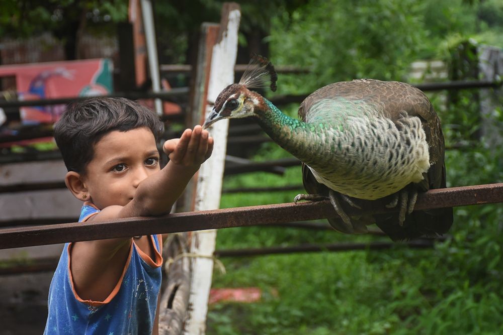 Surat: A child feeds a peacock at a farm, in Surat, Monday, July 4, 2022. (PTI Photo)
