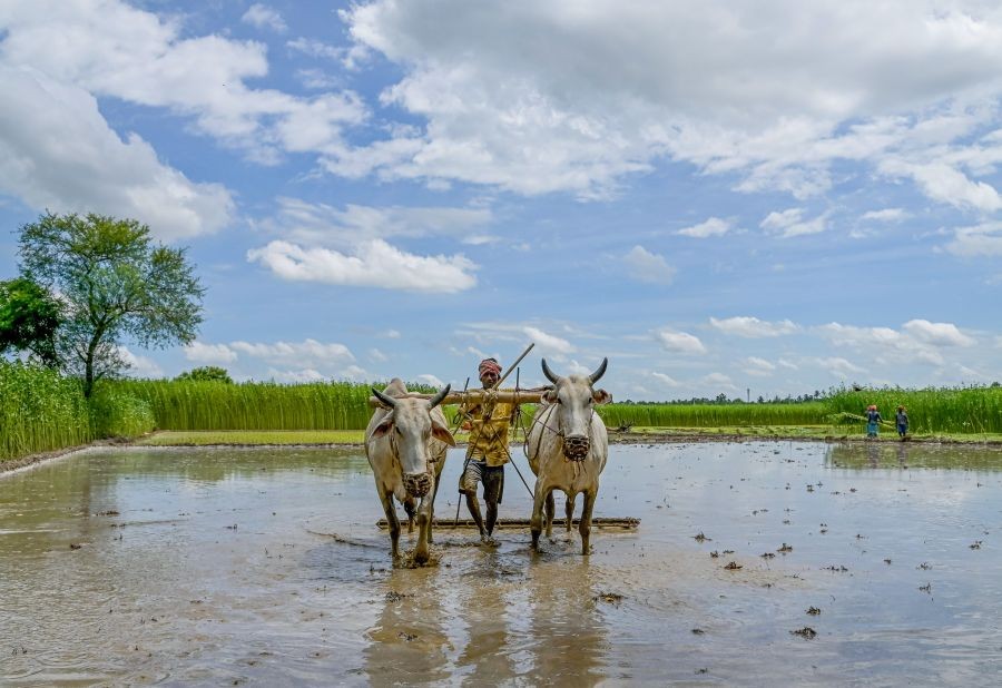 Nadia: A farmer prepares a field for cultivation during the monsoon season, in Nadia district of West Bengal, Saturday, July 16, 2022. (PTI Photo)