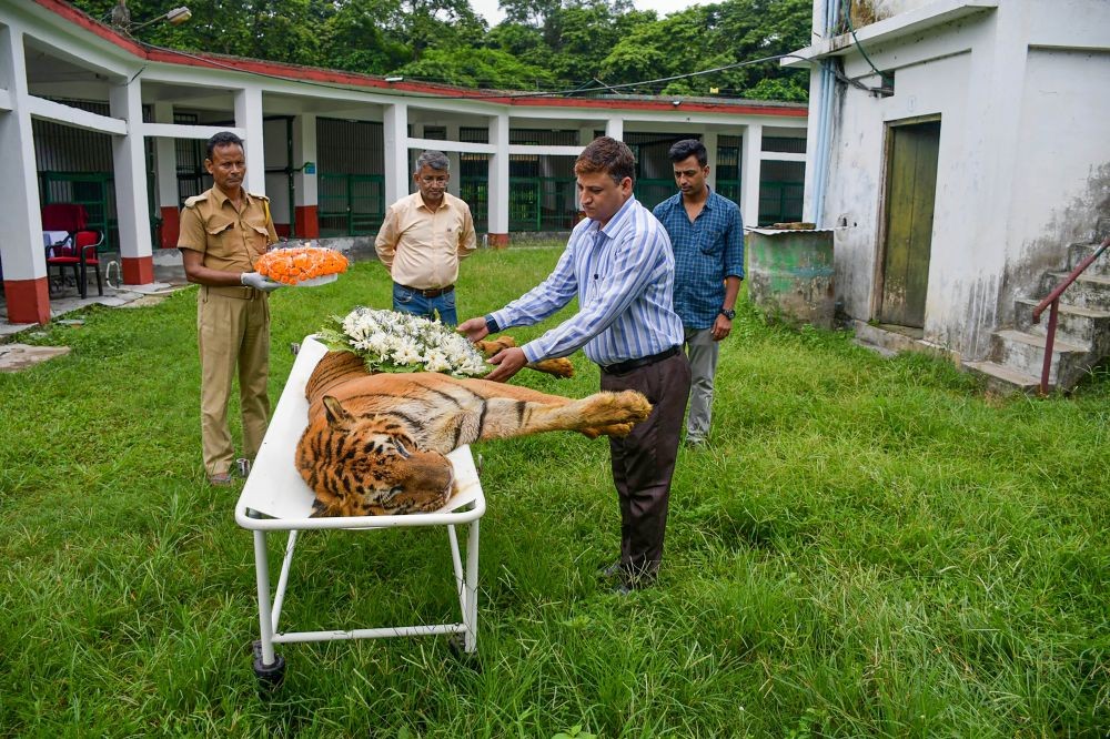 **EDS: TWITTER IMAGE POSTED BY @iSurendraMeena ON MONDAY, JULY 11, 2022** Alipurduar: Officials of South Khayerbari Tiger Rescue Centre lay a wreath before the mortal remains of Raja, said to be the oldest Royal Bengal Tiger in captivity in West Bengal, after his death at Jaldapara forest of Alipurduar district. (PTI Photo)