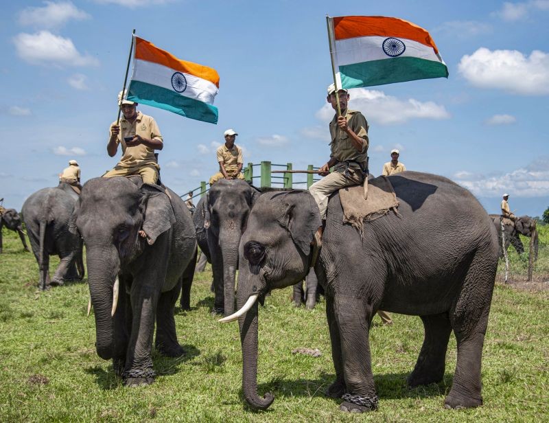 Mahouts holding the national flag ride their elephants during an event on the occasion of World Elephant Day, at Manas National Park in Baksa district on August 12, 2022. (PTI Photo)