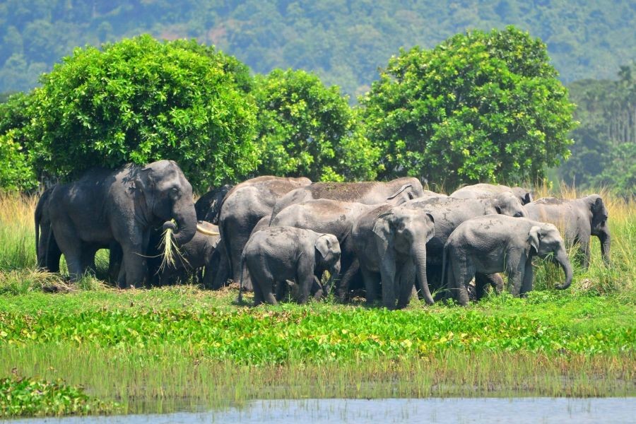 Guwahati: A herd of wild Asiatic elephants come down from a forest area in search of food, on the outskirts of Guwahati on August 21, 2022. (Photo: Anuwar hazarika/IANS)