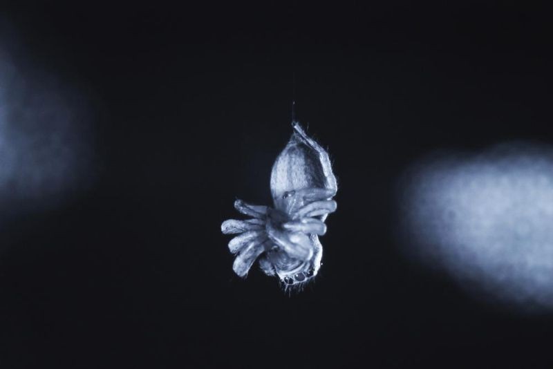 This photo provided by Daniela C. Roessler in August 2022 shows a jumping spider (E. arcuata) exhibiting leg curling during a REM sleep-like state. (AP Photo)