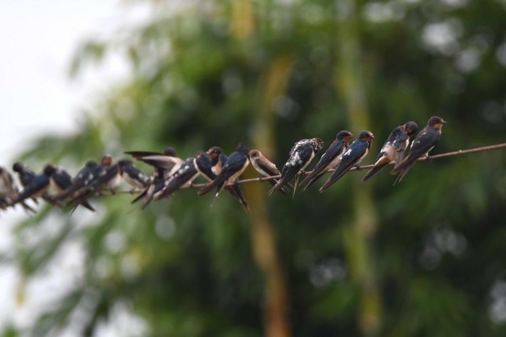 Nagaon: A gulp of Barn Swallow bird takes rest on an electric wire in Nagaon District of Assam on August 21,2022. (Photo: Anuwar hazarika/IANS)