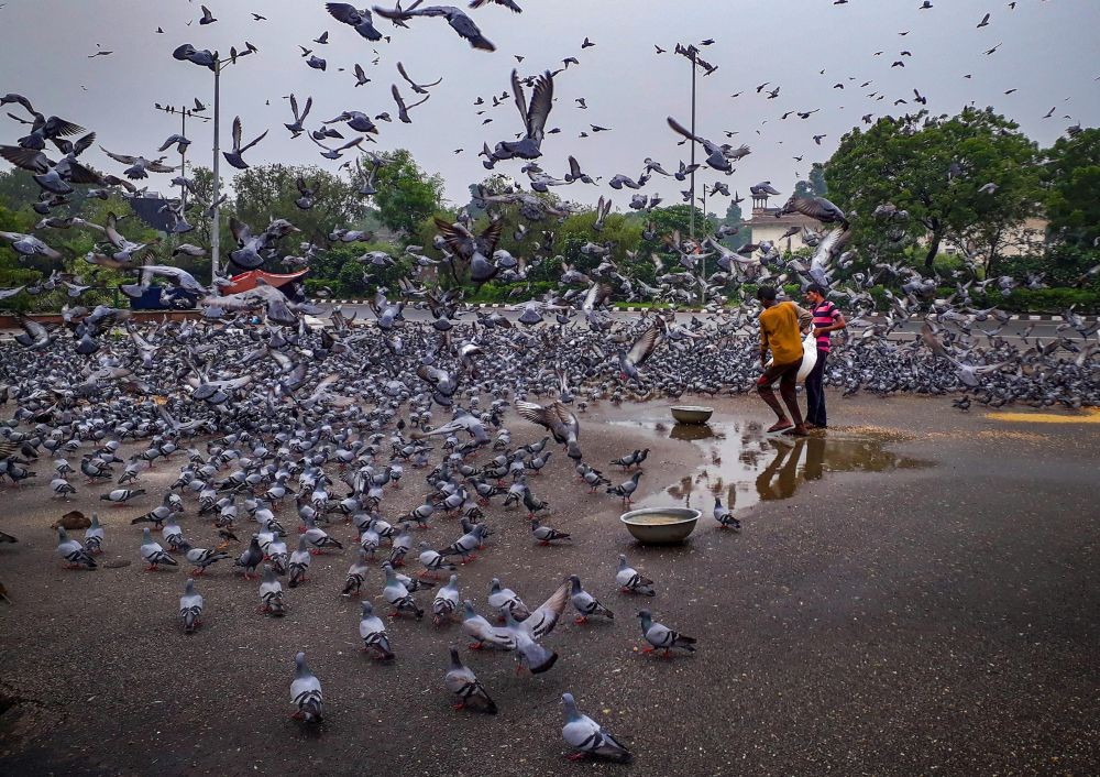 New Delhi: Volunteers carry a sack of grain to feed pigeons on a street during a cloudy day in New Delhi, Friday, Sept. 23, 2022. (PTI Photo/Sachin Saini)