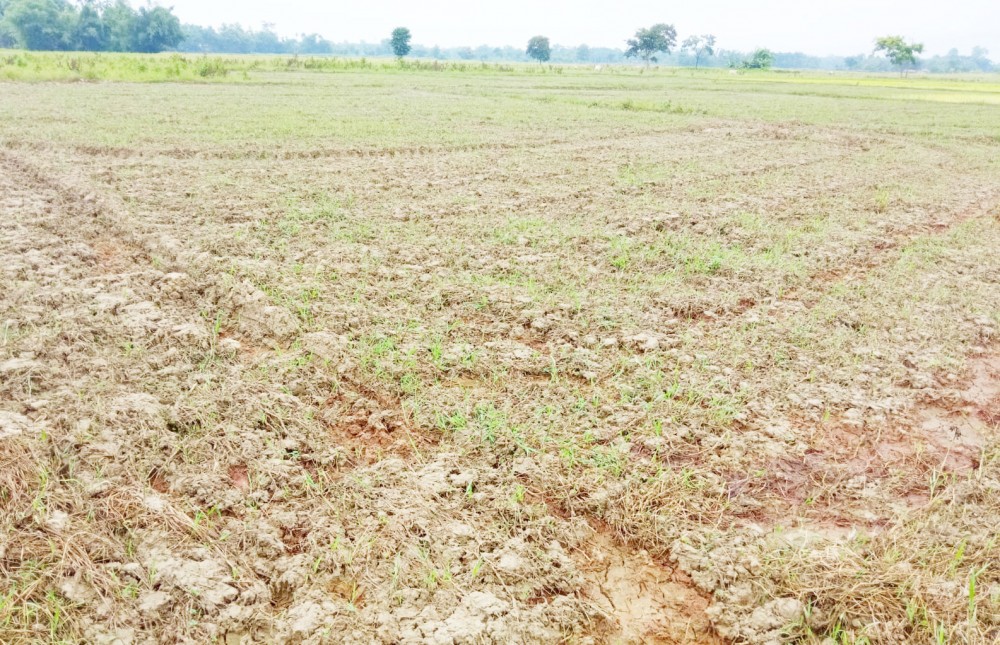 A stretch of parched paddy fields in Aghunaqa and Khaghaboto area of Niuland District. (Morung File Photo | For Representational Purpose Only)