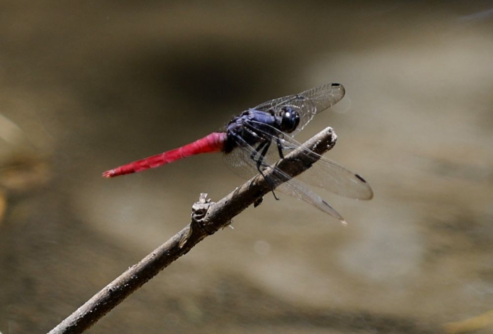 New Delhi : Wandering Glider is seen inside the Sanjay Van forest area as the Dragonfly festival is celebrated to bring awareness on odonates and build support for their conservation, in New Delhi on September 03, 2022. (Photo: IANS/Wasim Sarwar)