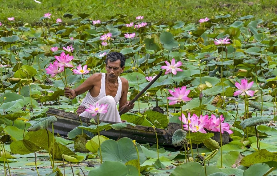 Nadia: A man sailing a small boat plucks lotus flowers from a water body, in Nadia, Sunday, Sept. 18, 2022. (PTI Photo)