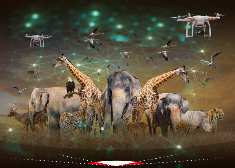 Artificial Intelligence (AI) for Wildlife Conservation | MorungExpress |  