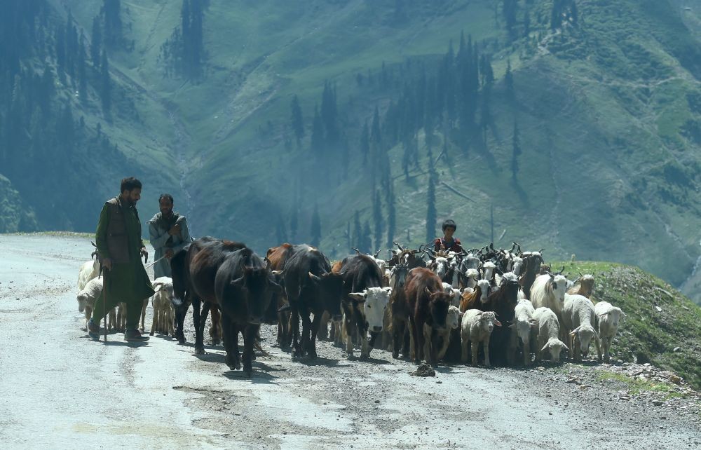 Karnah: Villagers take a herd of cattle for grazing, in the Karnah Sector in border district of Kupwara, north Kashmir, Thursday, Sept. 1, 2022. Border residents are leading normal life following ceasefire agreement between India and Pakistan. Both Indian and Pakistan armies renewed the ceasefire agreement on the LoC in February last year and since then the villages across the LoC have witnessed peace. (PTI Photo/S. Irfan)