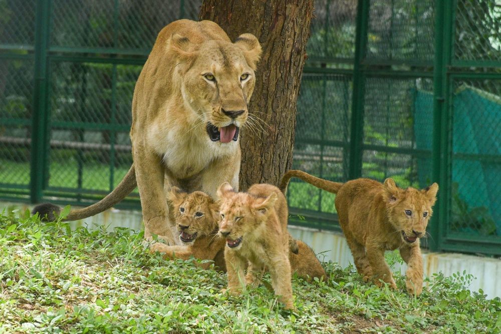 Surat: Lioness Vasudha with her three cubs inside an enclosure in Surat Zoo, Sunday, Sept. 4, 2022. (PTI Photo)