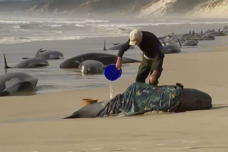 In this image made from a video, a rescuer pours water on one of stranded whales on Ocean Beach, near Strahan, Australia on September 21, 2022. More than 200 whales have been stranded on Tasmania's west coast, just days after 14 sperm whales were found beached on an island off the southeastern coast. (AP/PTI Photo)
