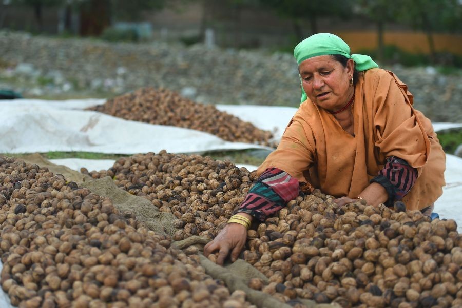 Tral: A woman collects the walnuts dried in the sun after removing their husk during its harvesting season, at Tral in Pulwama district of South Kashmir, Saturday, Sept. 10, 2022. Several walnut growers of Kashmir say unseasonal rainfall in July, which was the heaviest in 122 years, had badly affected the crop this year. Kashmir is the main contributor to India's walnut production and every year walnuts are exported to various parts of the country. (PTI Photo/S. Irfan)