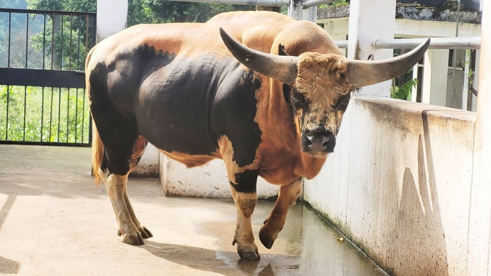 NRC Medziphema farm boasts 'mightiest' Mithun weighing 655 kg |  MorungExpress 