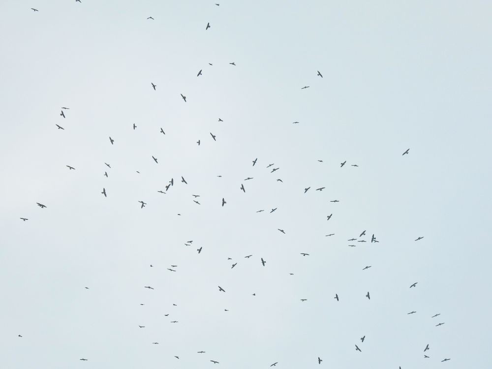 Amur Falcon in Dimapur? Flocks of birds seen over the skies in Sovima village under Chümoukedima district on Tuesday afternoon. (Photo Courtesy: Keviphrezo Mepfhuo)