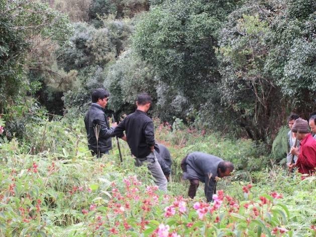 The villagers work in a forest they planted to save themselves from the ravages of climate change. (Photo Courtesy: Umar Manzoor Shah/IPS)