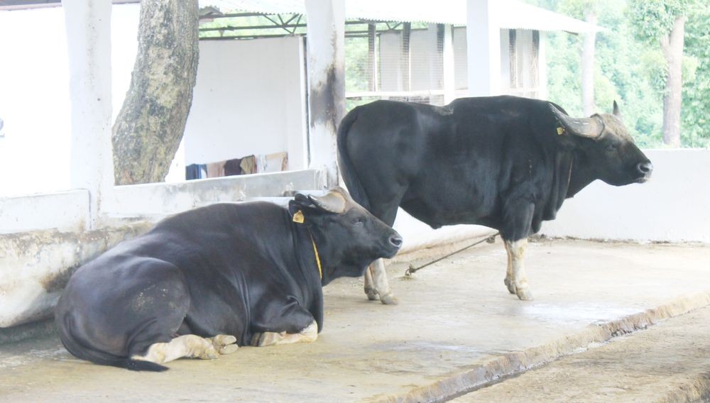 Mithun at ICAR- National Research Centre on Mithun, Medziphema in Nagaland. (Morung Photo)
