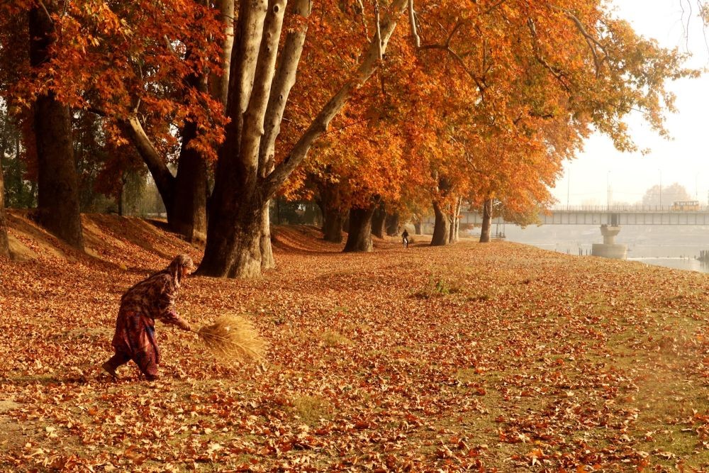 Srinagar : Workers cleaning the fallen autumn leaves at Shalimar Bagh Mughal Garden in Srinagar on Saturday, November 19, 2022. (Photo: Nisar Malik /IANS)