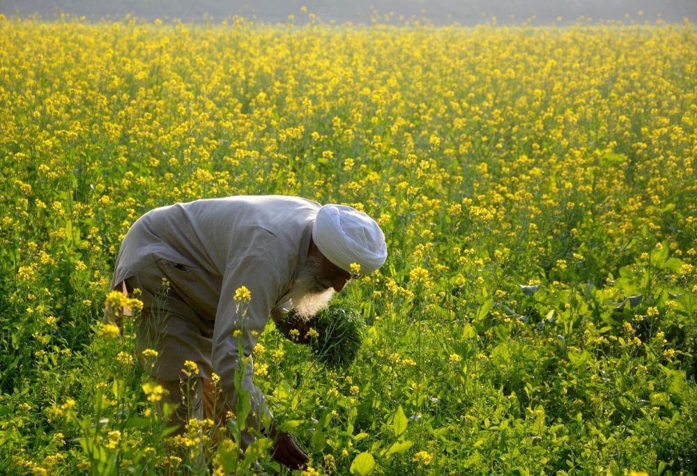 Amritsar: A farmer busy working at a mustard field on the outskirts of Amritsar, on Dec 7, 2019. (Photo: IANS)