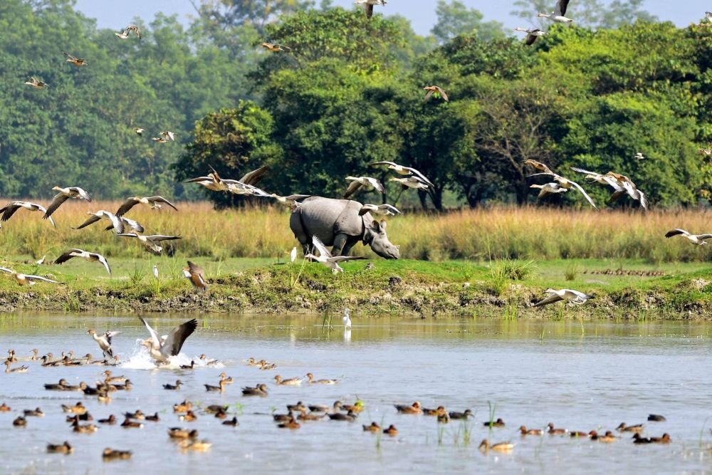 Morigaon: One-horned rhino graze as migratory birds fly over a pond at Pobitora Wildlife Sanctuary in Morigaon district of the north-eastern state of Assam on Monday, Nov. 07, 2022. (Photo: Anuwar hazarika/IANS)