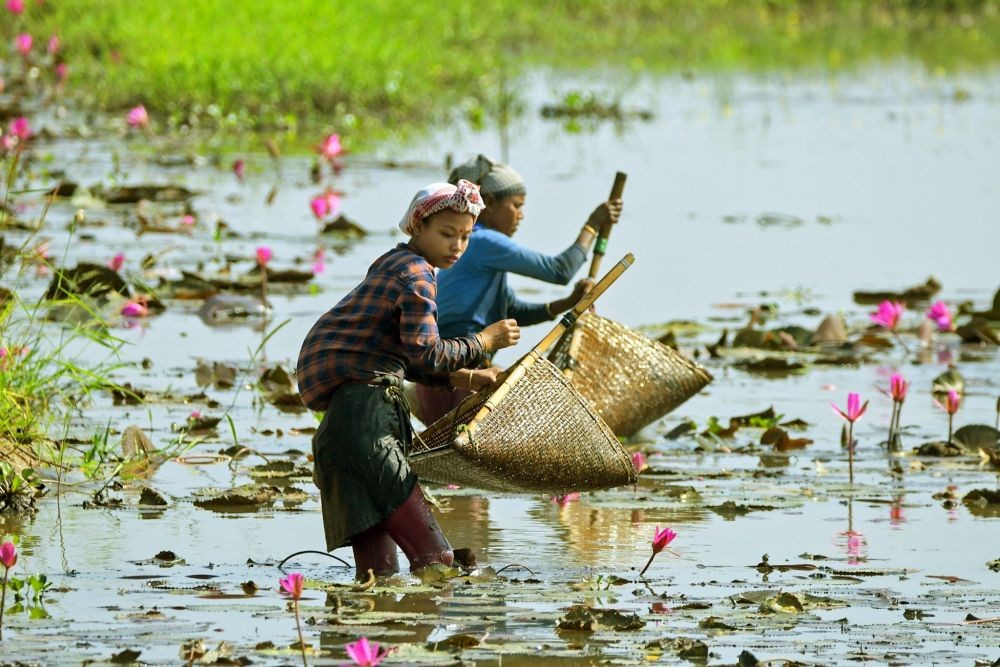 Morigaon : Women catch fish with nets surrounded by blooming lily flowers at a village in Morigaon district of Assam on Sunday, November 06,2022. (Photo: IANS/Anuwar Hazarika)