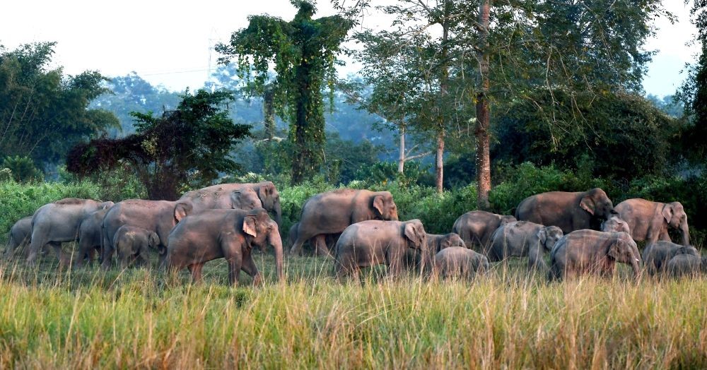 Nagaon: A herd of wild elephants gather near a field in search of food at Jalah village in Nagaon district of Assam on Nov 25, 2022.  (Photo: Anuwar hazarika/IANS)