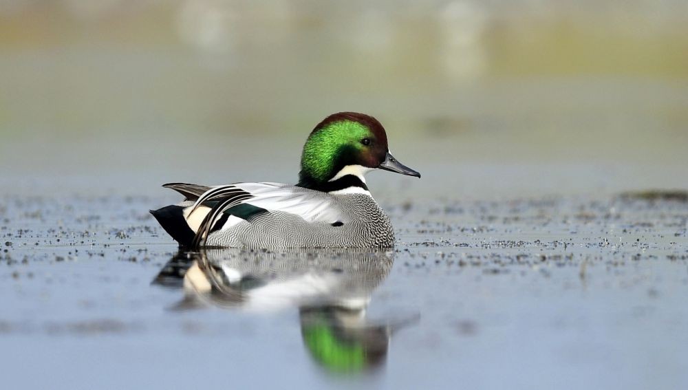 Jalpaiguri: A falcated duck swims in a pond at Gazoldoba in Jalpaiguri on Friday, Nov. 25, 2022. (Photo: IANS)