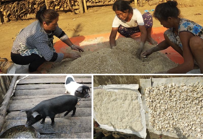 Replacement of fifty per cent maize with tapioca root meal in grower pig  ration | MorungExpress 
