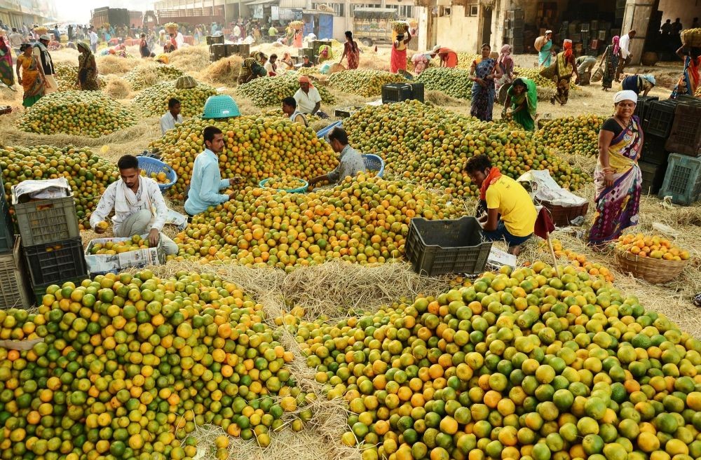 Nagpur :Workers sorted out oranges at wholesale Market in Nagpur on Saturday December 03,2022.(Photo: Chandrakant Bhimrao Paddhane/IANS)