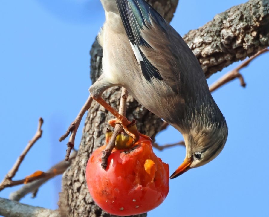 Seoul : A red-billed starling pecks at a persimmon on a tree in Gangneung, Gangwon Province, on South Korea's east coast on Dec. 1, 2022.(Yonhap/IANS)
