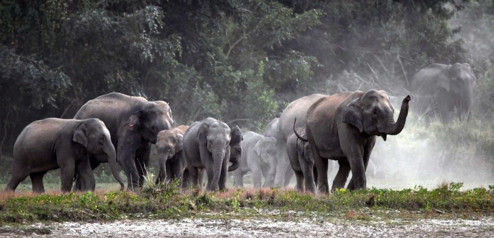 Nagaon: Group of wild elephants gathers near a field in search for food at Kampur village in Nagaon district of Assam on Dec 3,2022.(Photo: Anuwar hazarika/IANS)