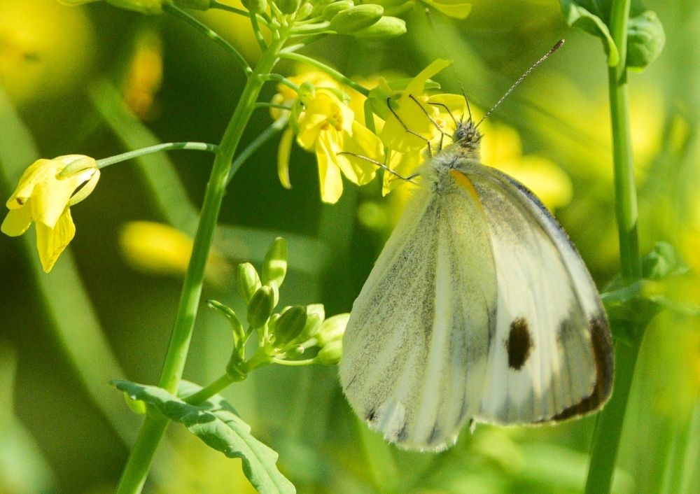 Nagaon : A butterfly sucks nectar out of a flower at a blooming mustard field in Nagaon district of Assam on Saturday, December 03, 2022. (Photo:IANS/Anuwar Hazarika)