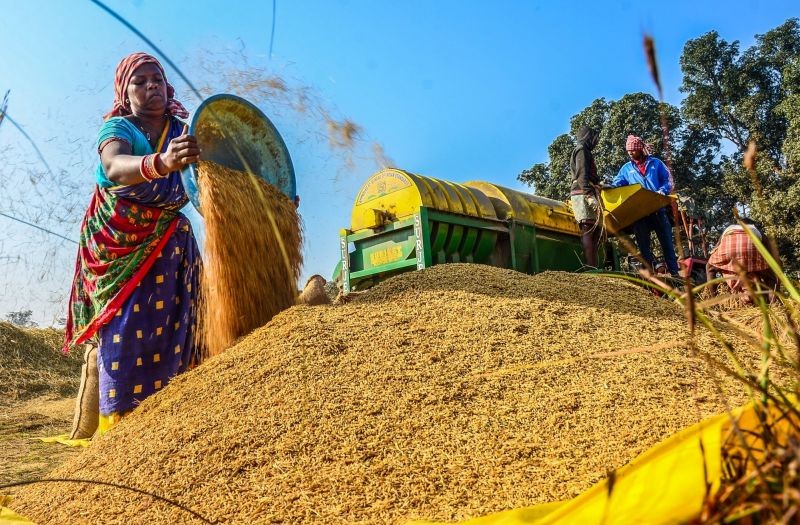Labourers work at harvested paddy crop to separate the grains from husk at an agricultural field at Ambagaon village in Sundargarh on December 17, 2022. Ians (Photo)
