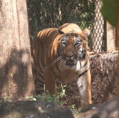 India home to more than 70% tigers, 2,967 tigers across 53 reserves: Centre to SC