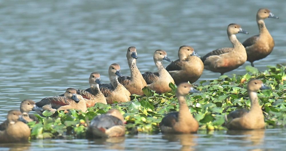 Agartala: Siberian migrating ducks seen in a pond, in Agartala on Tuesday, Jan. 10, 2023. (Photo: Abhisek Saha/IANS)